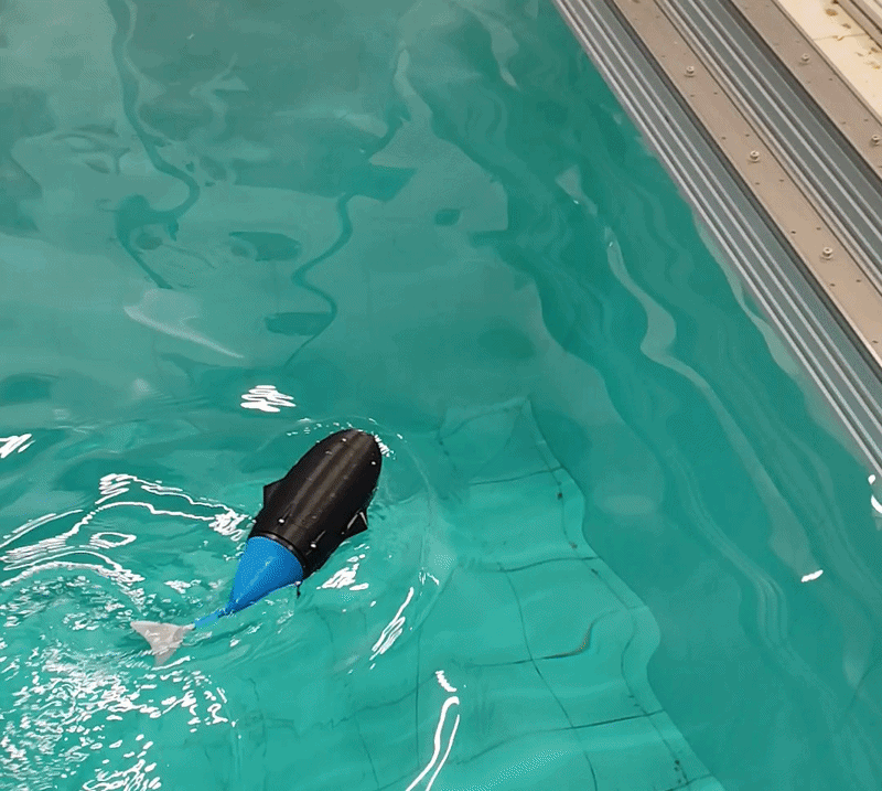 Autonomous robotic fish performing obstacle avoidance in a pool